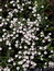 Arctostaphylos uva-ursi (Blätter), Bärentraube, Färbepflanze Arctostaphylos uva-ursi (Blätter), Bärentraube, Färbepflanze, Färberpflanze, Pflanzenfarben, färben, Klostergarten Seligenstadt